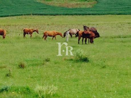 Chacras / Campos En Tacuarembó