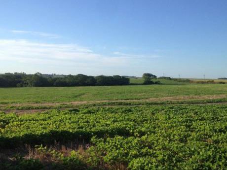 Campo Agricola