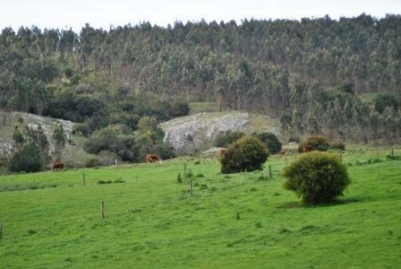 Campo Forestal En Mariscala