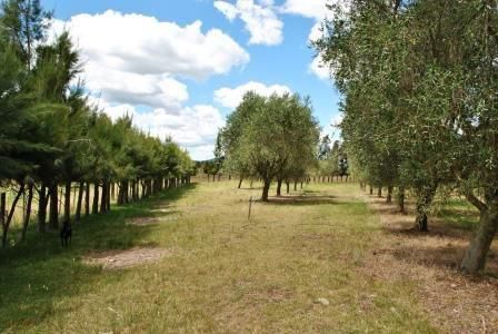 Chacra Con Olivos