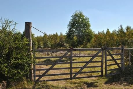 Ideal Inversores. Campo Forestado Con Renta