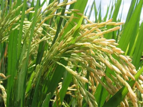 Tierra Agricola Listo Para Arroz