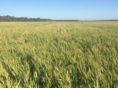 Propiedad Agropecuaria A 34 Km De Pailon