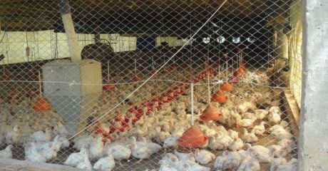 GallinerÍa Produciendo Con HabilitaciÓn De Seam Y Municipalidad - 21 HectÁreas - Nueva Italia