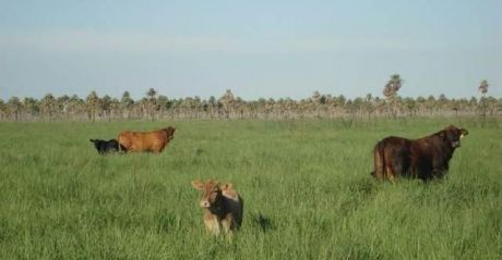 Estancia Formada En Benjamin Aceval A 91 Km De Asuncion Sobre La Transchaco
