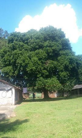 Luque - Aregua, 3 Ha. Inversionistas