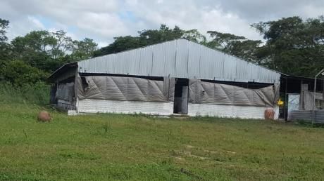 Vendo Granja Porcina En Pleno Funcionamiento
