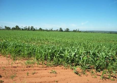 Caaguazu 1.700 Has Tierra Agricola Mecanizada,y Ganadera