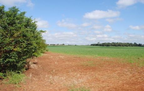 Tierra Agrícola 876 Ha