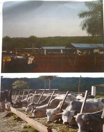 Vendo En Piribebuy 10 Has CabaÑa Para Engorde Intensivo Y Granja