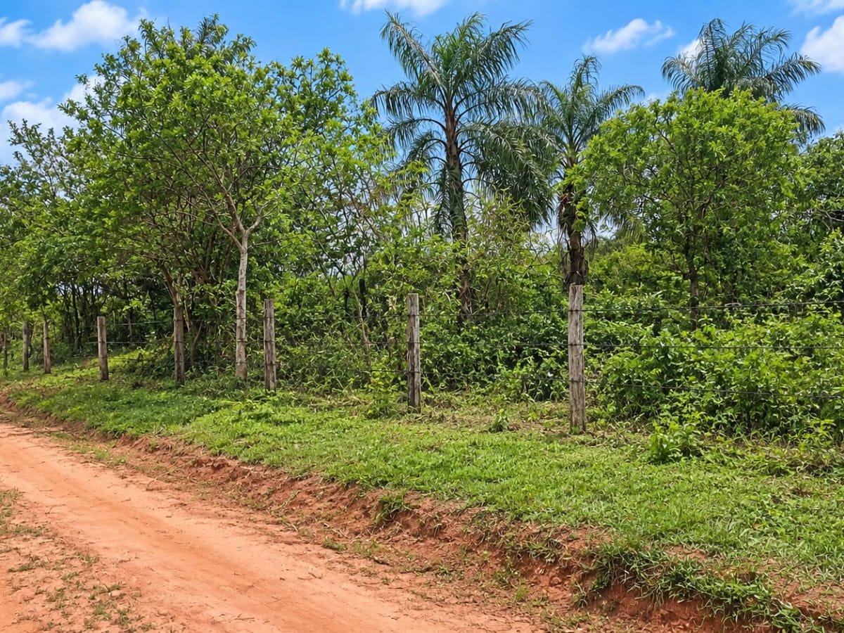 VENDO CAMPO EN JUAN M. FRUTOS VYRAUNGUA - 6 HECTAREAS — foto 3