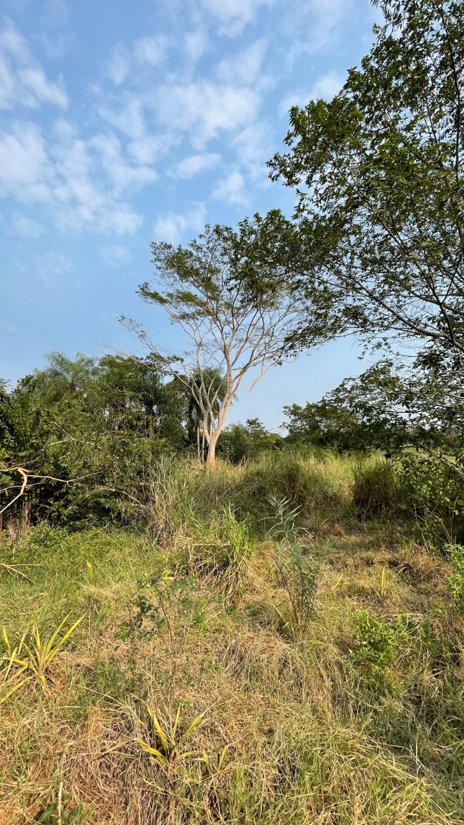 Vendo 5 hectáreas en Arroyos y Esteros Zona San Antonio A 3 km de ruta 3 — foto 3