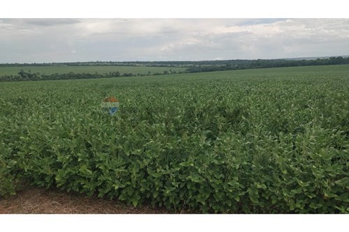 Vendo Estancia Agrícola y Ganadera de 1200 Hectáreas en Santani — foto 3