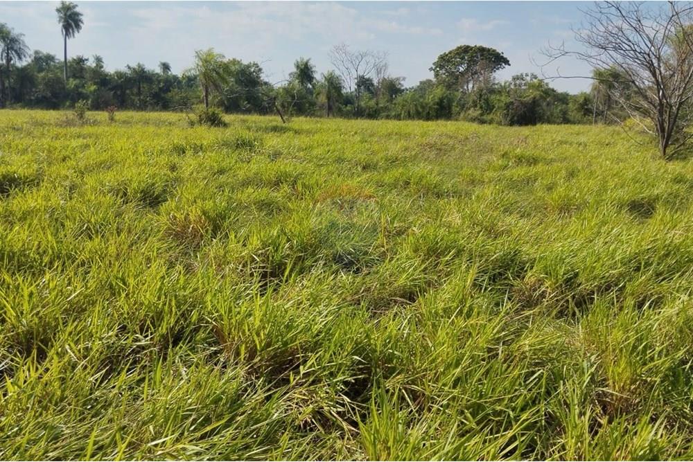 VENDO CAMPO DE 35 HECTAREAS EN ARROYOS Y ESTEROS — foto 2
