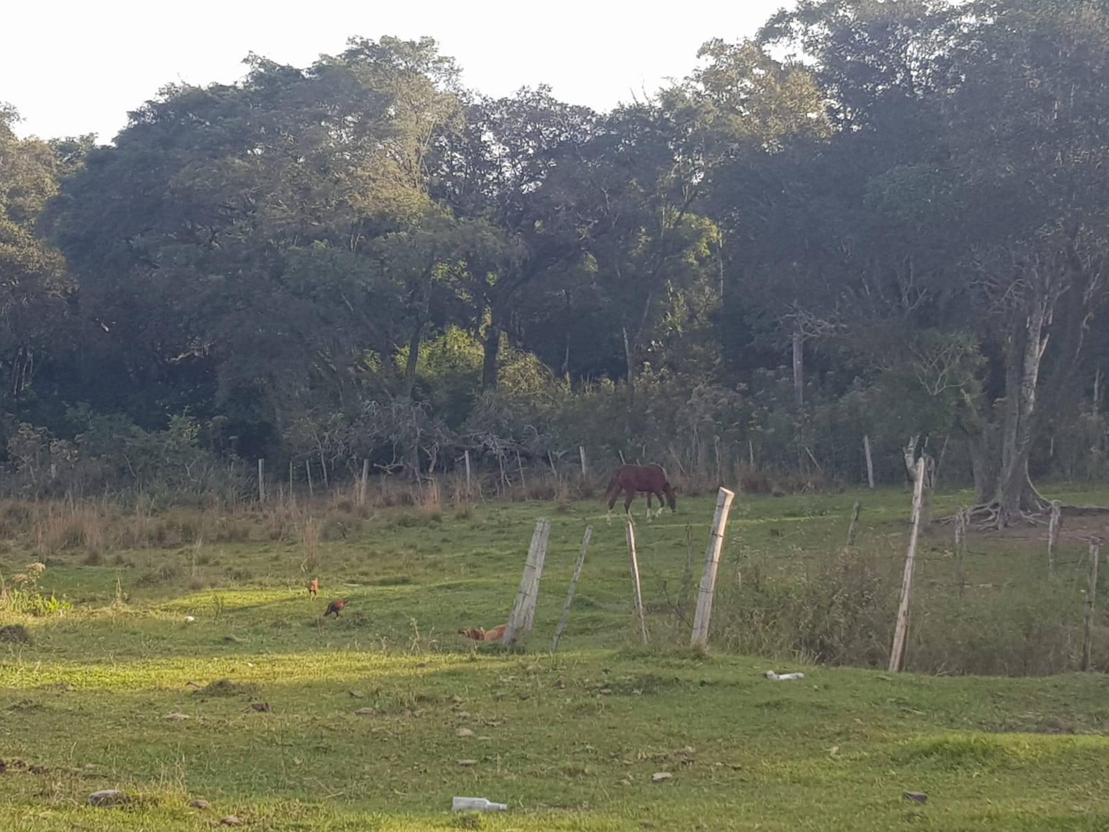 VENDO 70 HECTAREAS EN PARAGUARI YBYTYMI IDEAL PARA CANTERA — foto 2