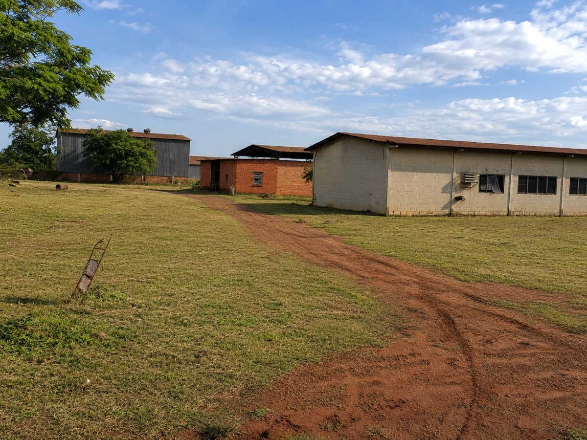 VENDO DOS TINGLADOS EN BELLA VISTA NORTE - AMAMBAY — foto 3