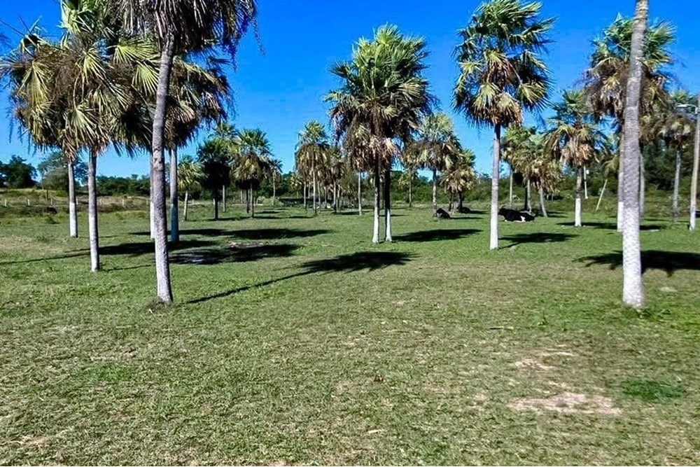 Hectáreas en Benjamin Aceval — foto 2