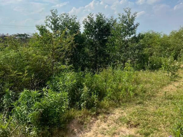 VENDO TERRENO EN NUEVA ASUNCION — foto 3