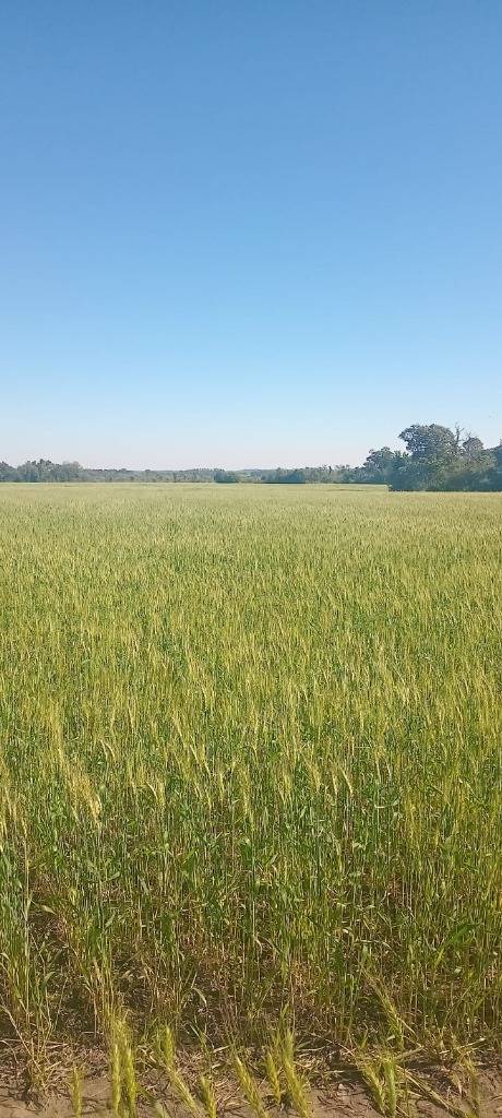 Vendo PROPIEDAD RURAL MECANIZADA EN OFERTA Encarnacion — foto 2