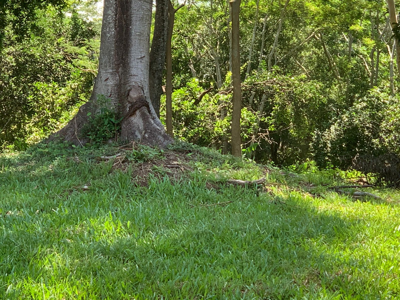VENDO GRAN TERRENO EN SAN BERNARDINO ZONA CIERVO CUA — foto 3