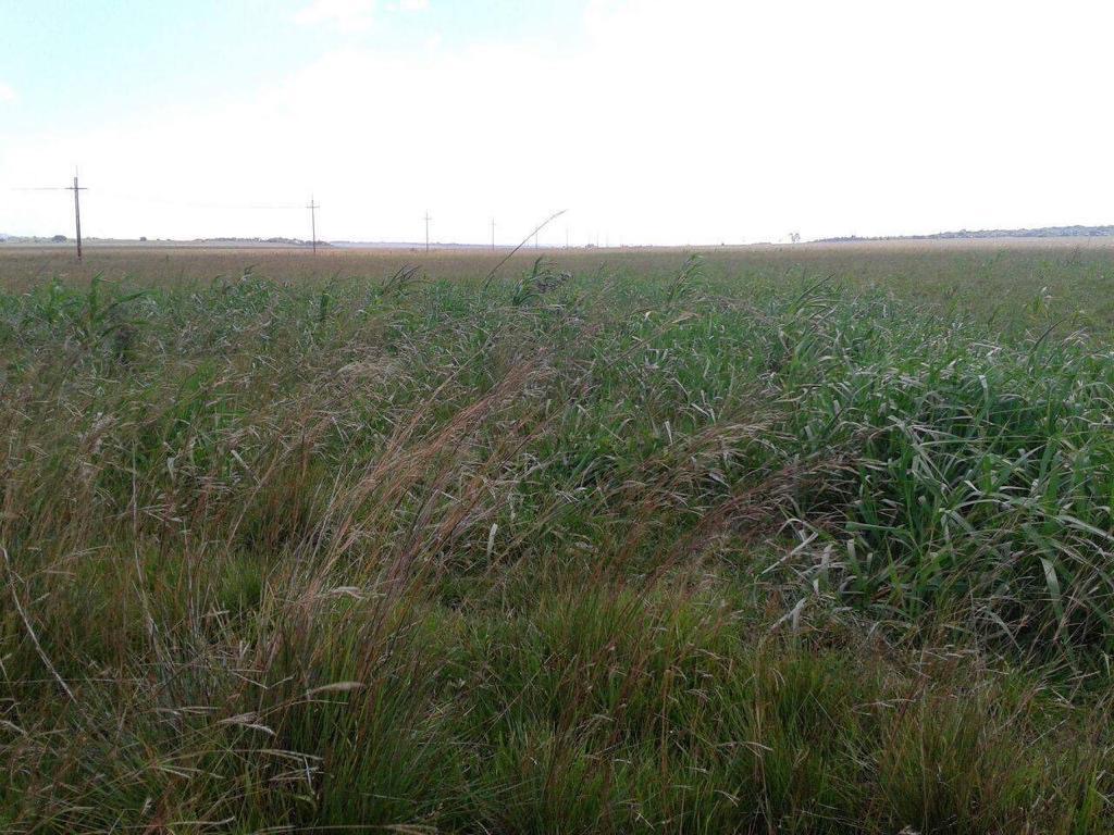 Vendo 90 HECTAREAS YBYCUI — foto 3
