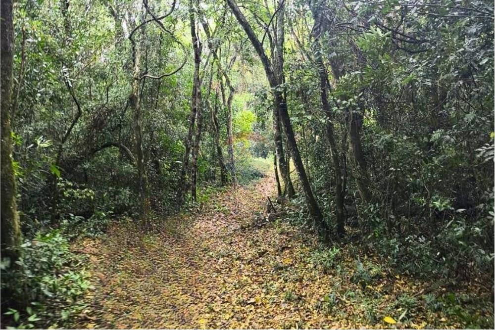 Vendo 7 Hectáreas en Coronel Oviedo — foto 2