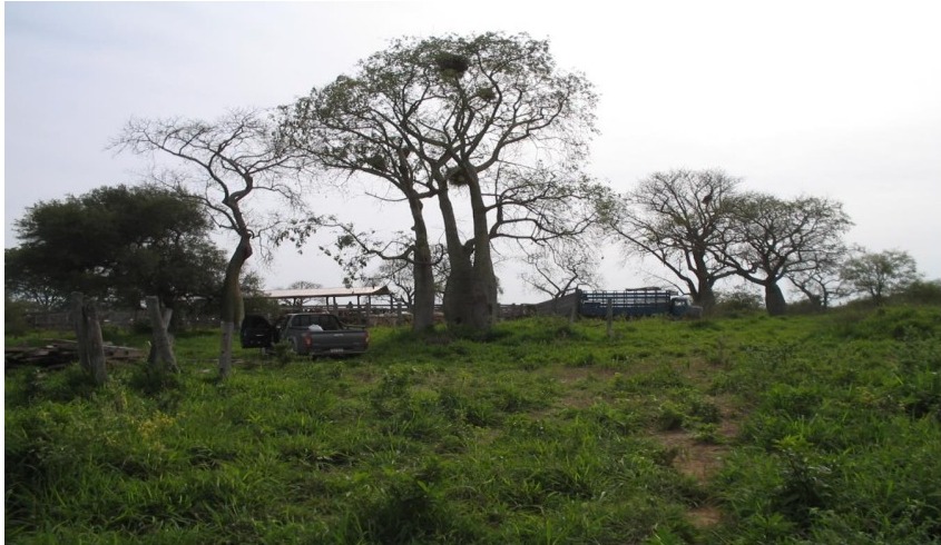 Vendo Estancia de 6.687 Hectáreas en Nanawa - CLCS6543935 — foto 2