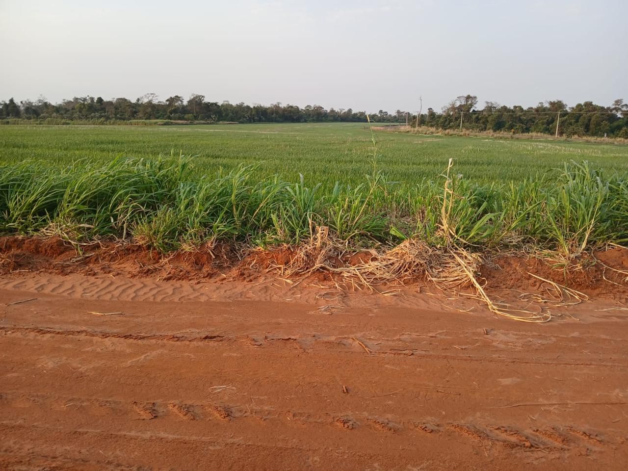 VENDO CAMPO PARA AGRICULTURA EN ITAKYRY - 1570 H. — foto 3