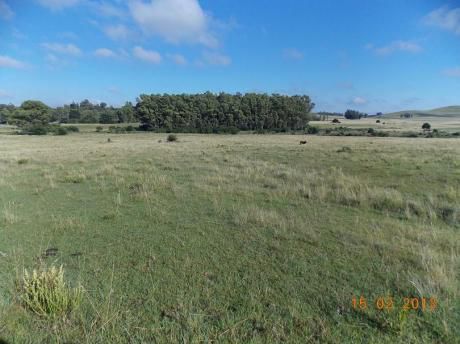 Campito Ganadero Cerca De Minas