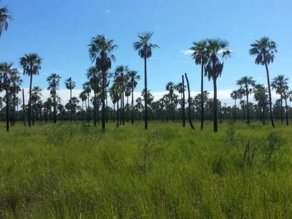 Vendo 11.200 Hectareas en Pozo Azul¨. Boqueron — foto 2