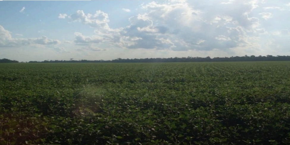 Vendo Campo Agrícola de 800 Hectáreas en Los Cedrales, Alto Paraná-CLCS55261970 — foto 2