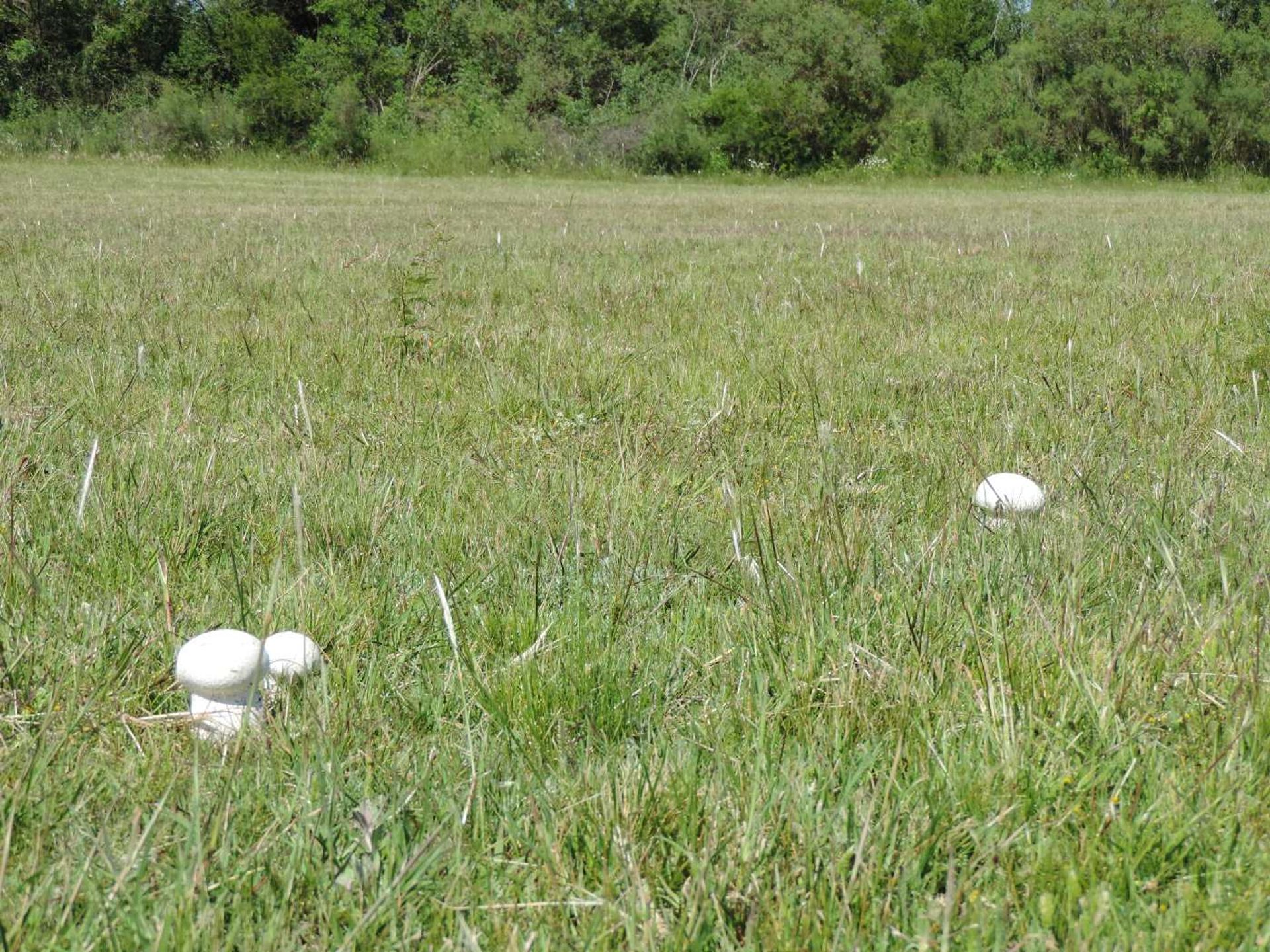 TERRENOS EN UN ENTORNO DE NATURALEZA - foto 2