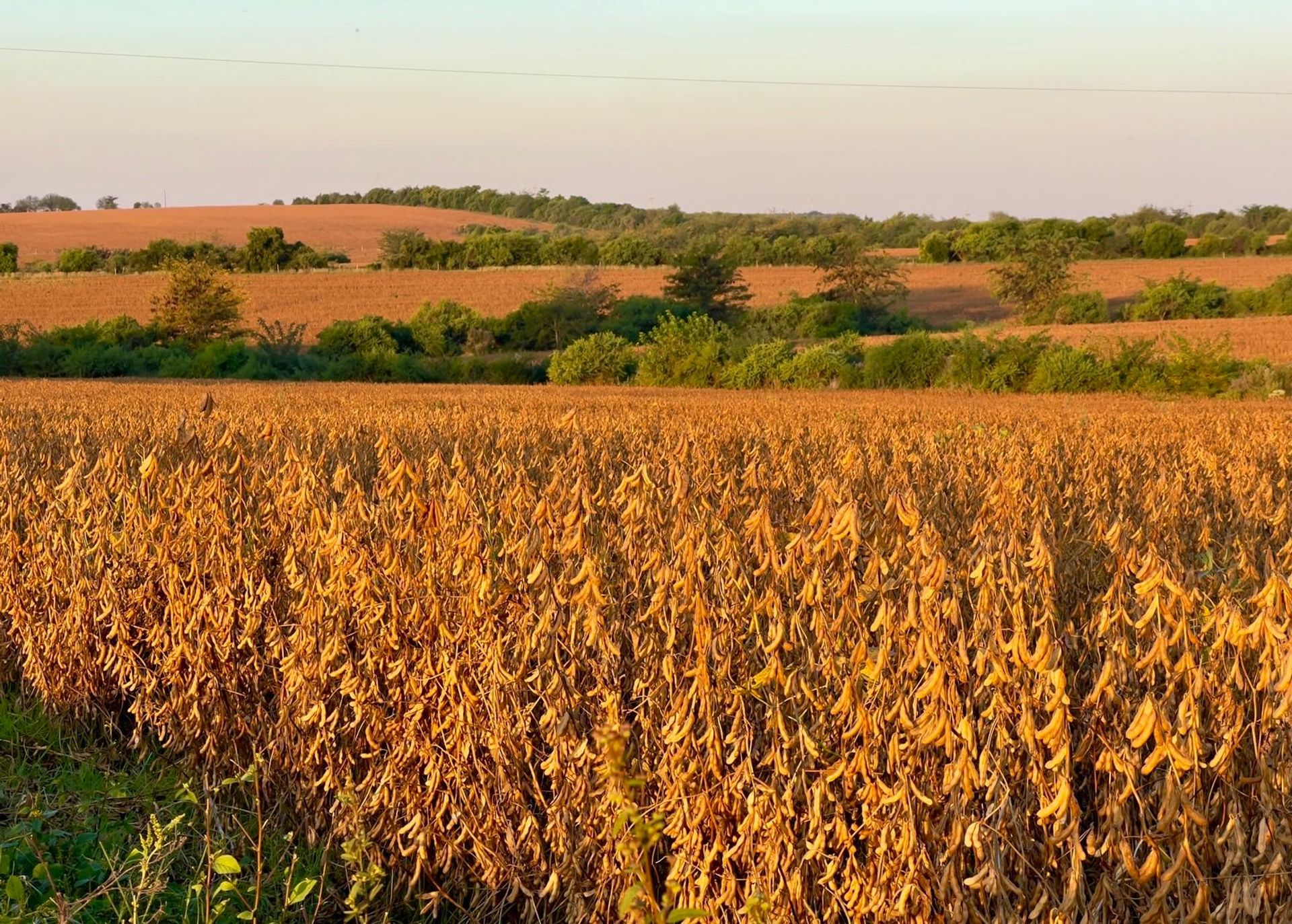 CAMPO 180 HAS. AGRICOLA GANADERO PAYSANDU - foto 3