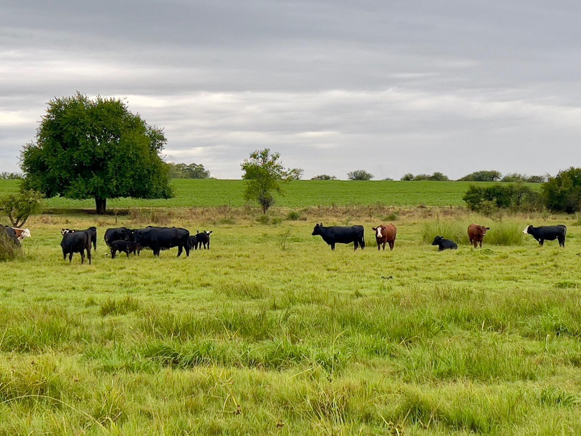 CAMPO 180 HAS. AGRICOLA GANADERO PAYSANDU - foto 4