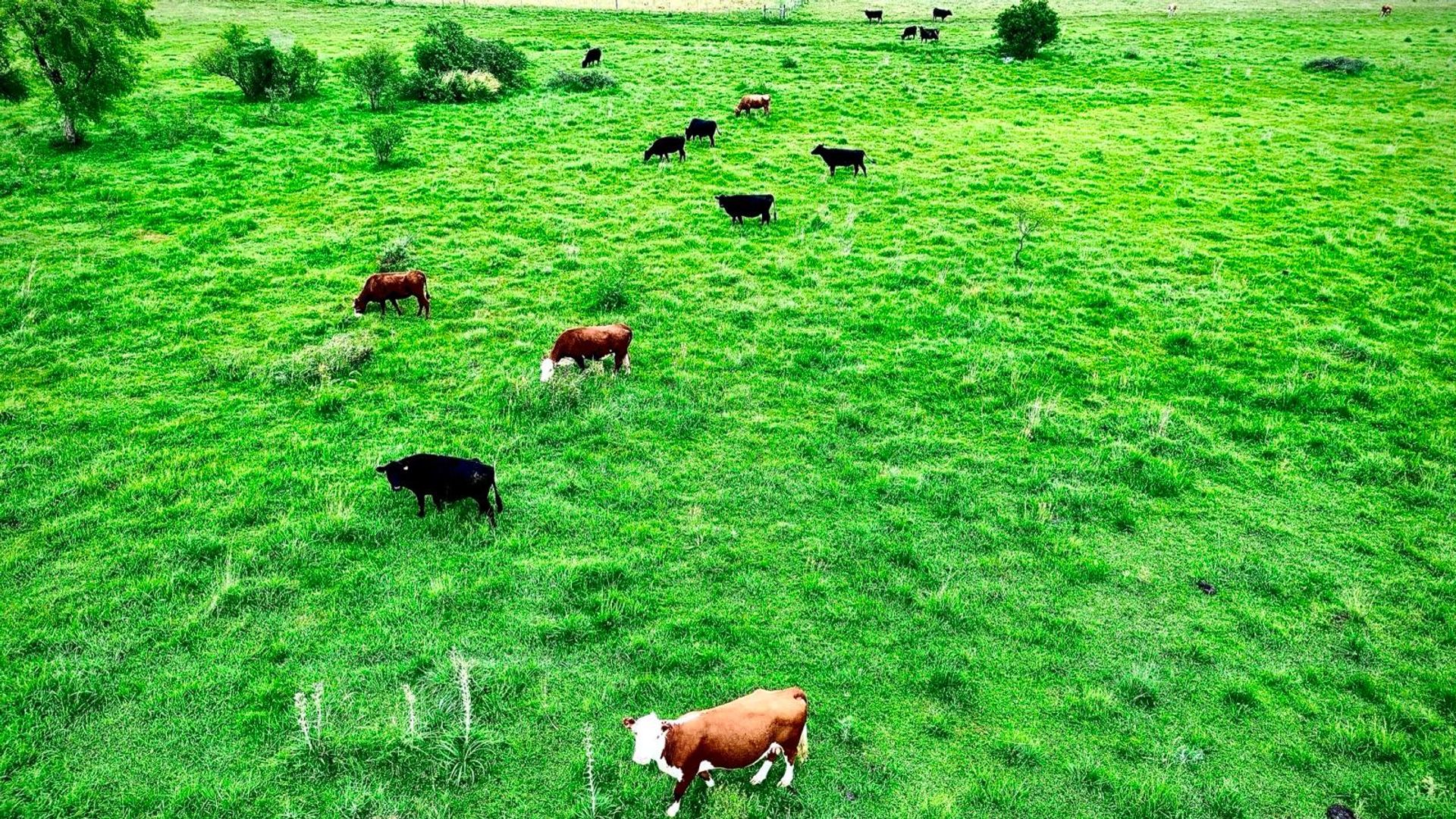 CAMPO 180 HAS. AGRICOLA GANADERO PAYSANDU - foto 5