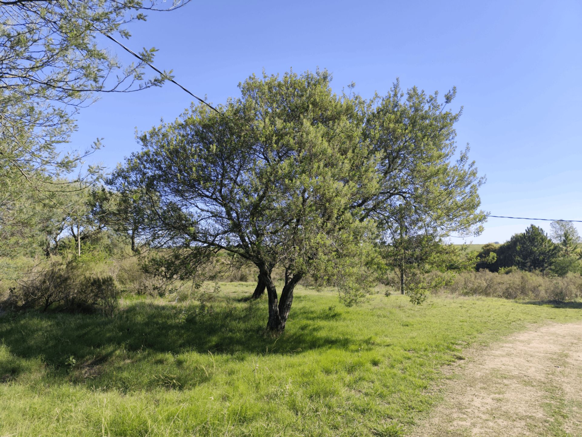 Terreno de Una Hectárea en El Ensueño - Los Aromos - foto 2