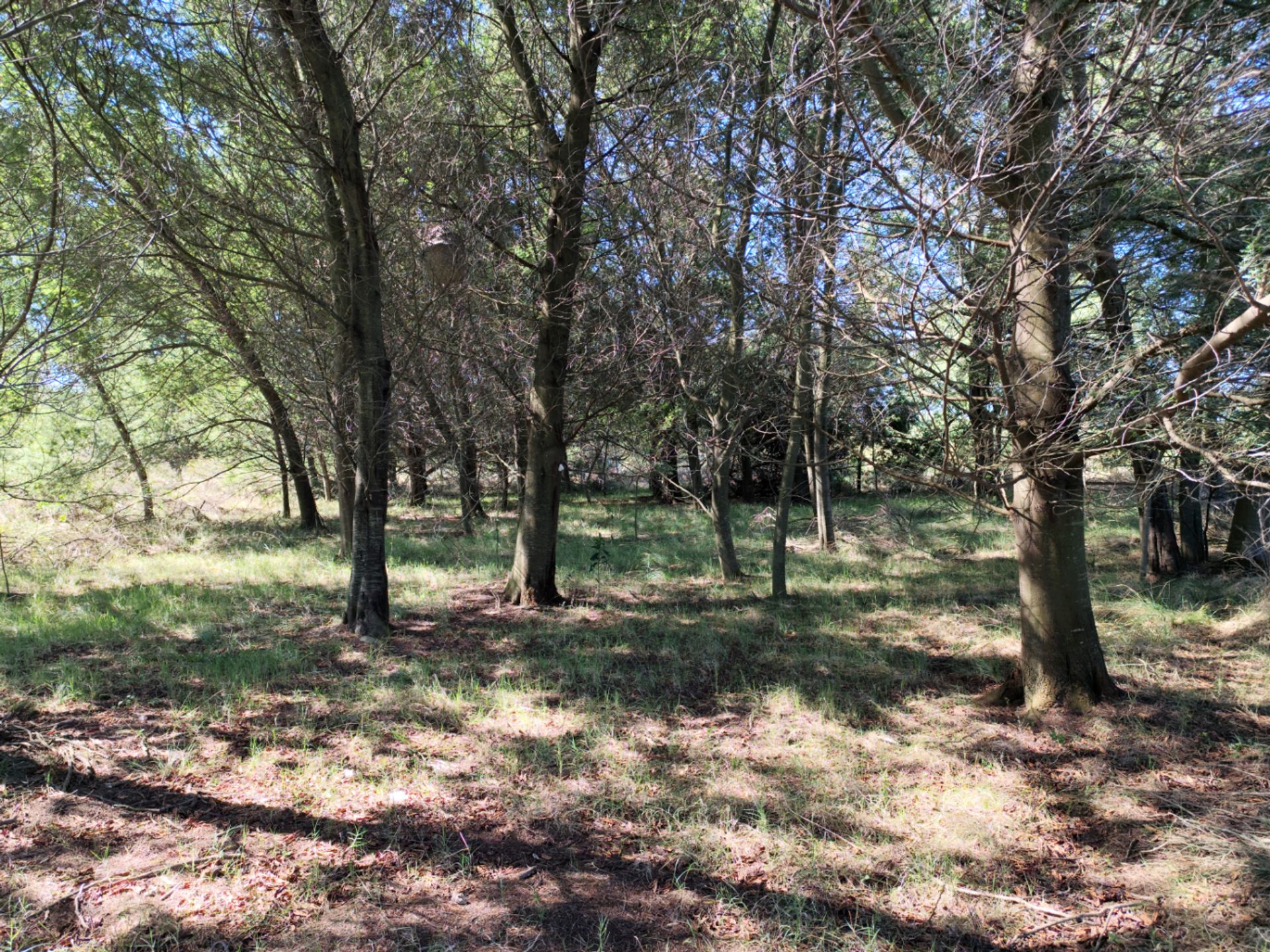 Terreno de Una Hectárea en El Ensueño - Los Aromos - foto 5