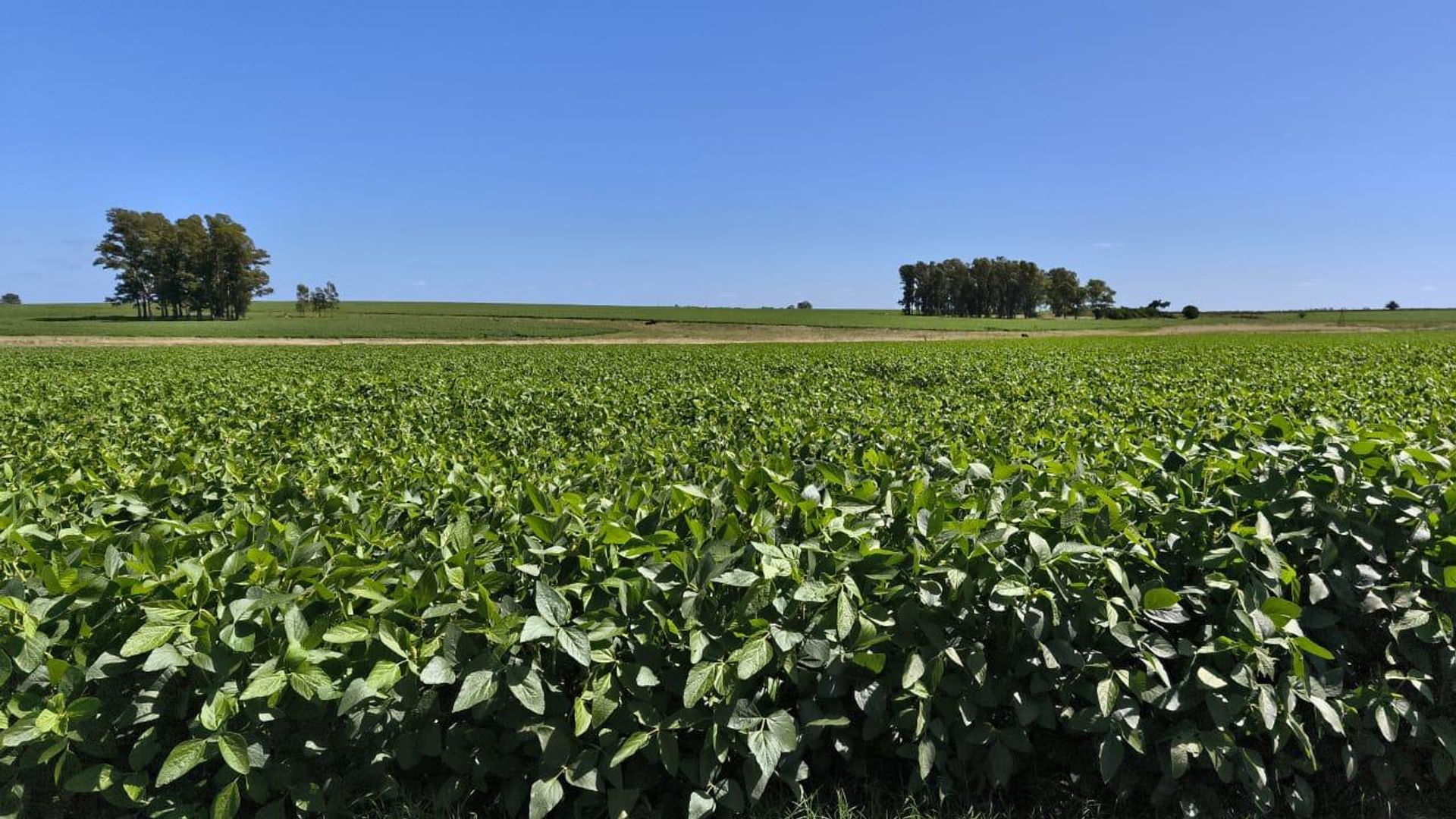 Venta de Campo Agrícola en Soriano - foto 1