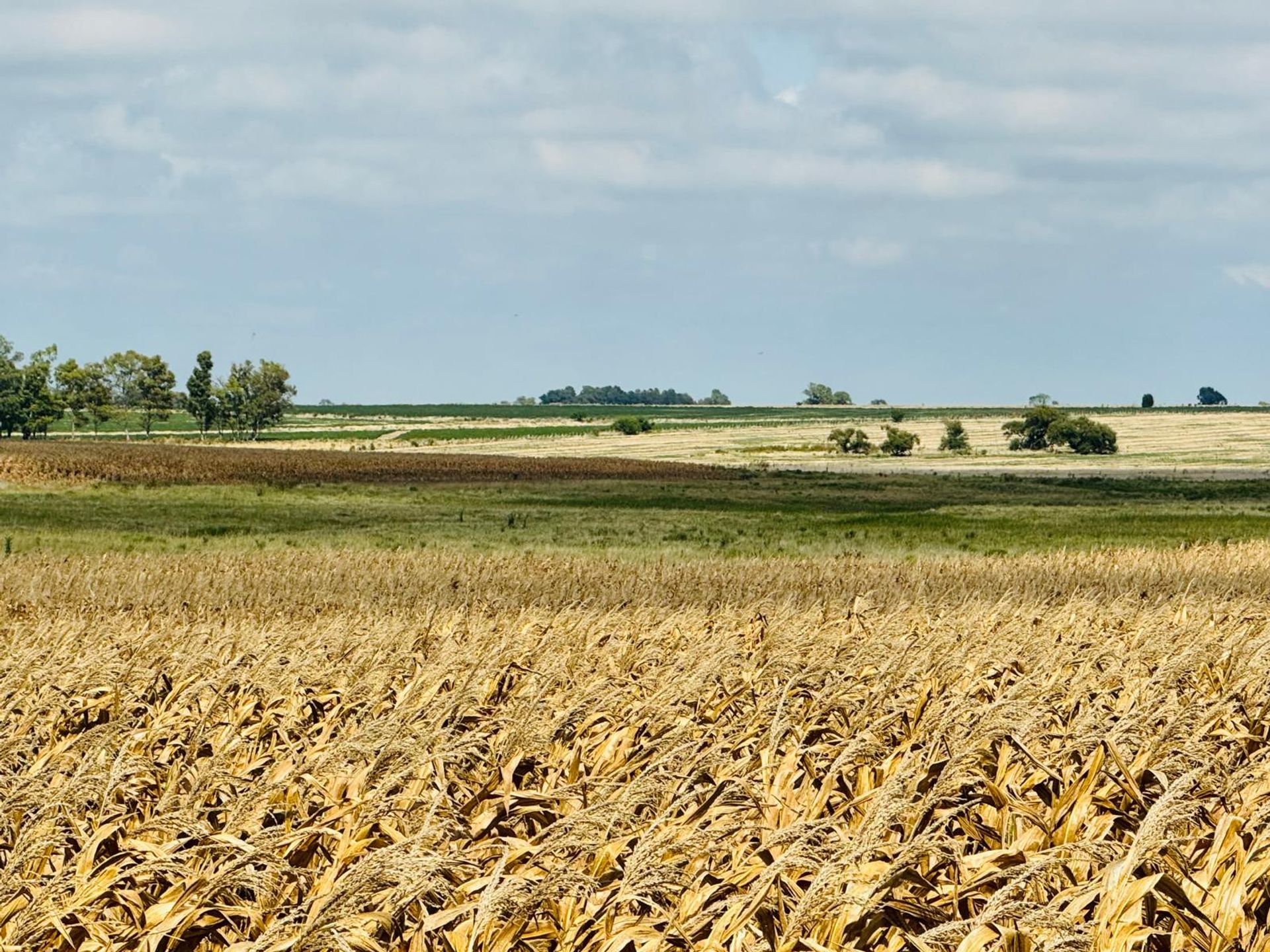 Venta de Campo Agrícola en Soriano - foto 4