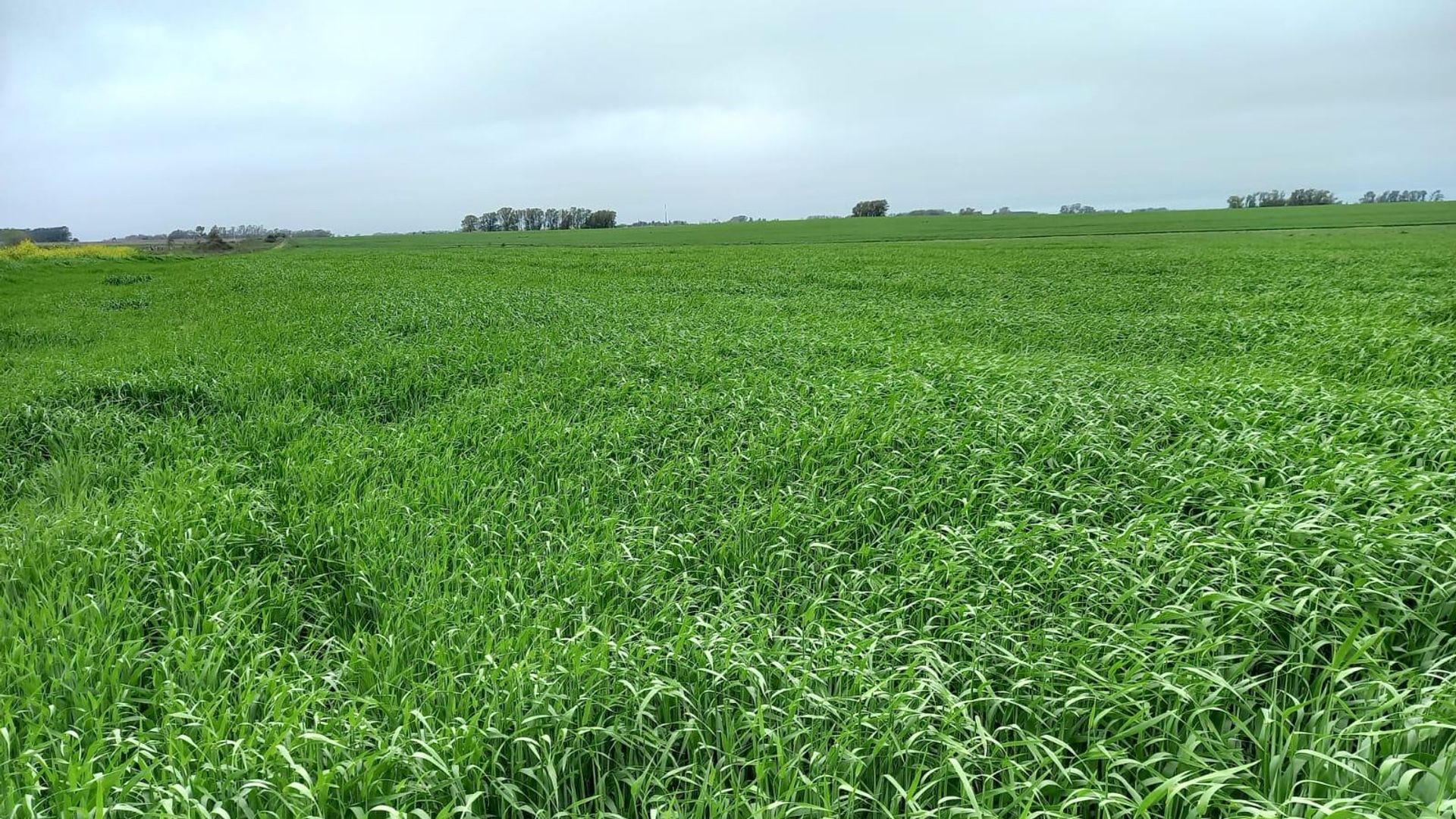 Venta de Campo Agrícola en Soriano - foto 2