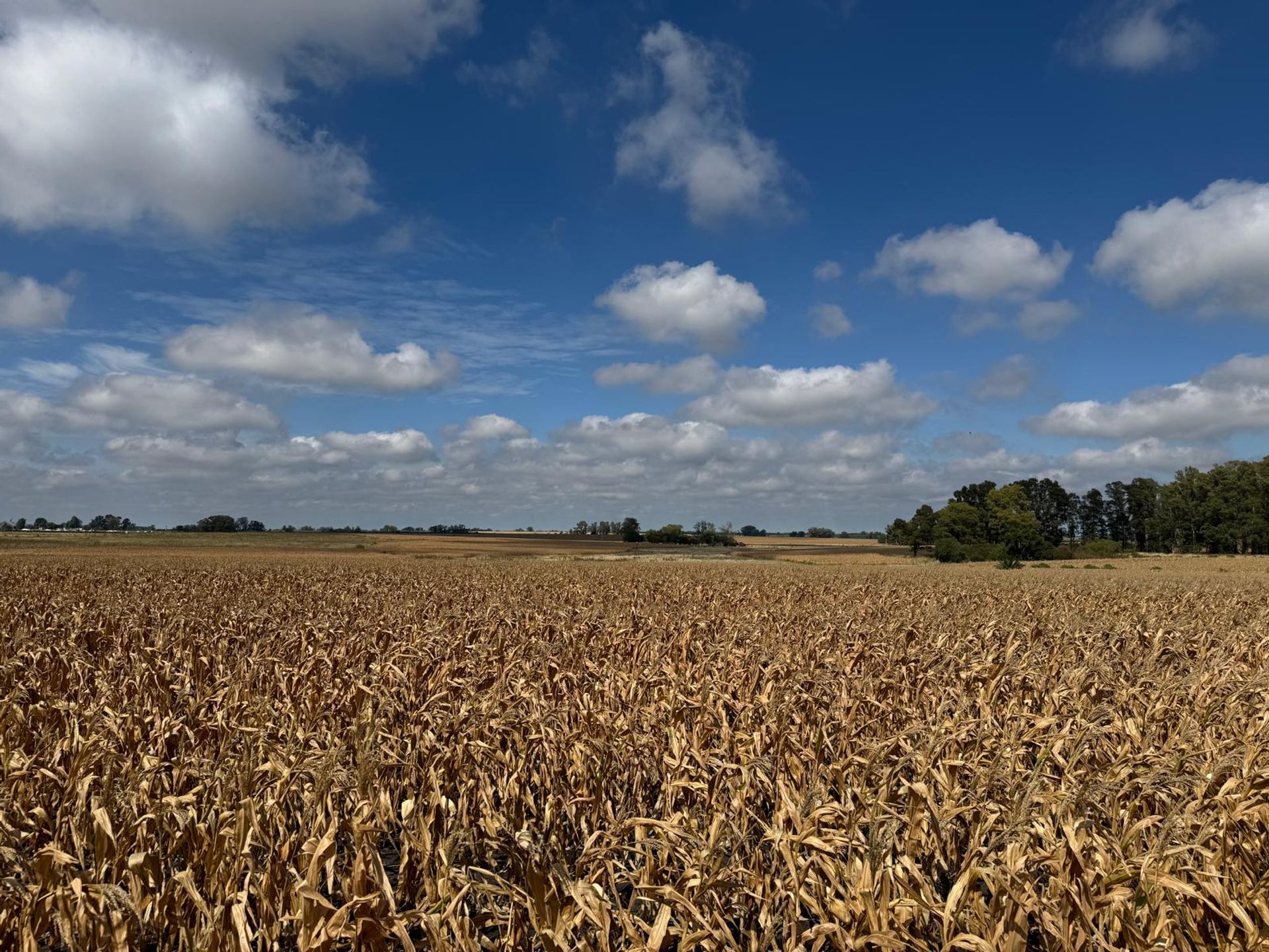 Venta de Campo Agrícola en Soriano - foto 5