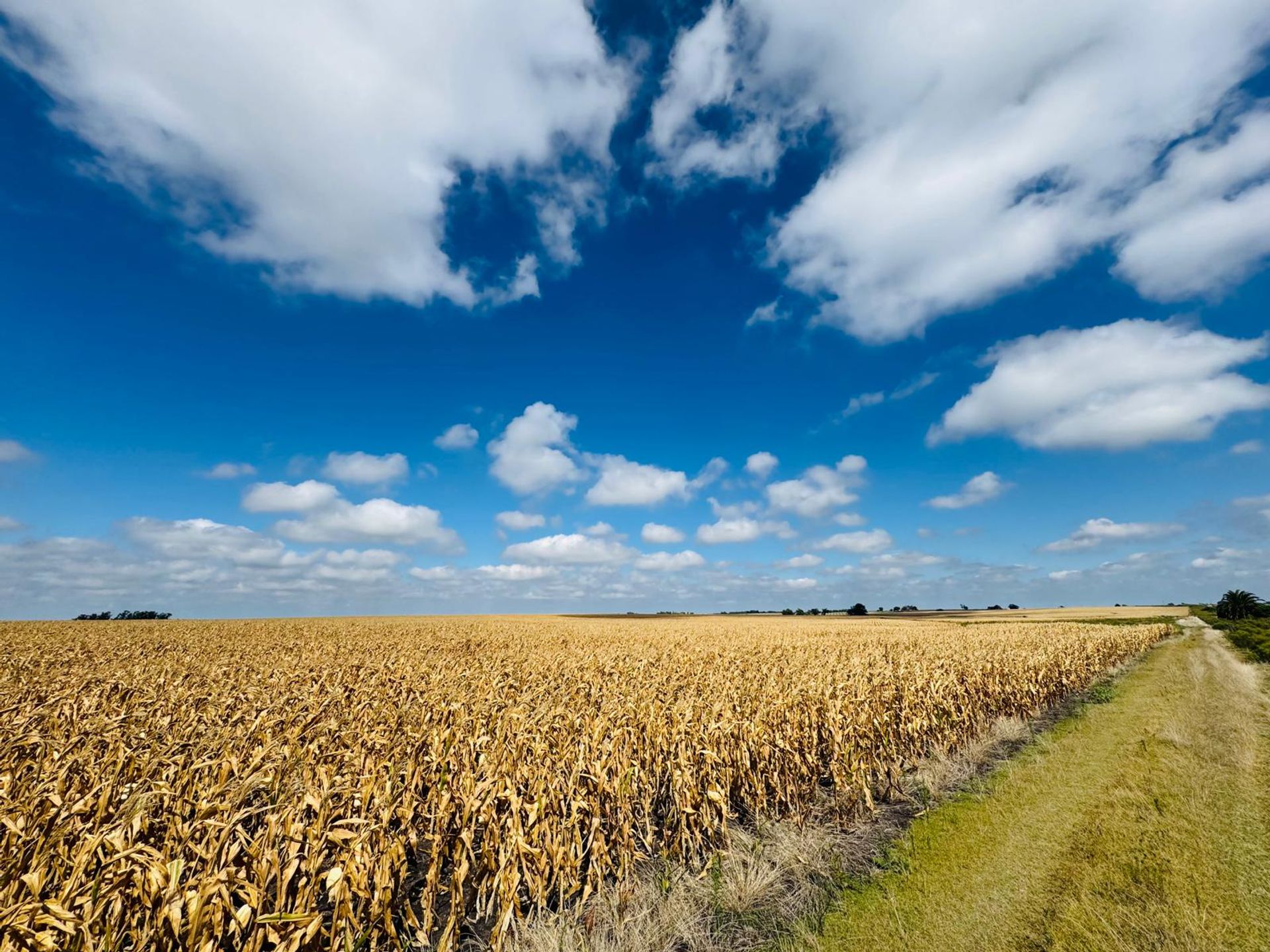 Venta de Campo Agrícola en Soriano - foto 3