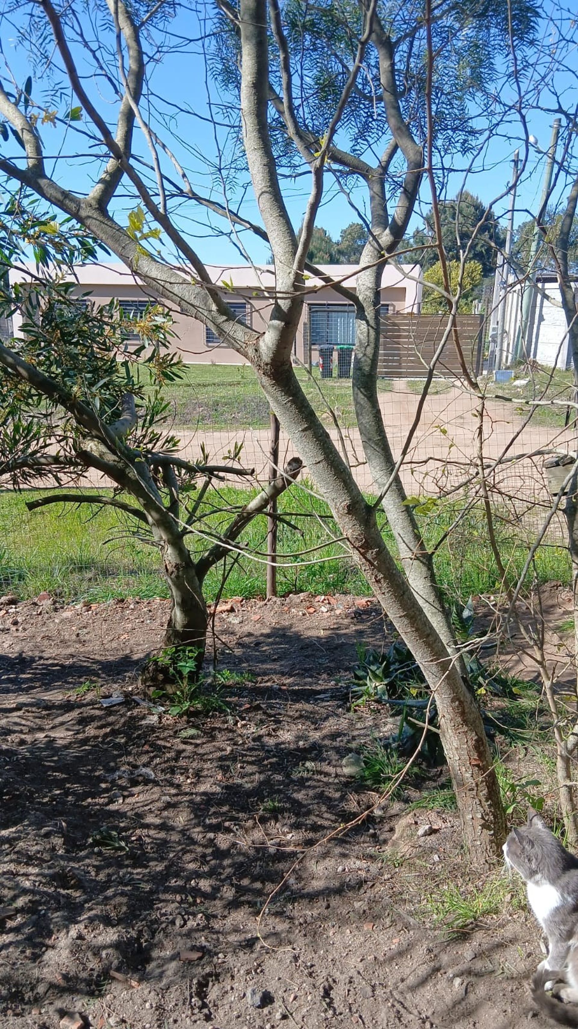 Alquiler Casa El Pinar Norte, 2 dormitorios · Foto 10