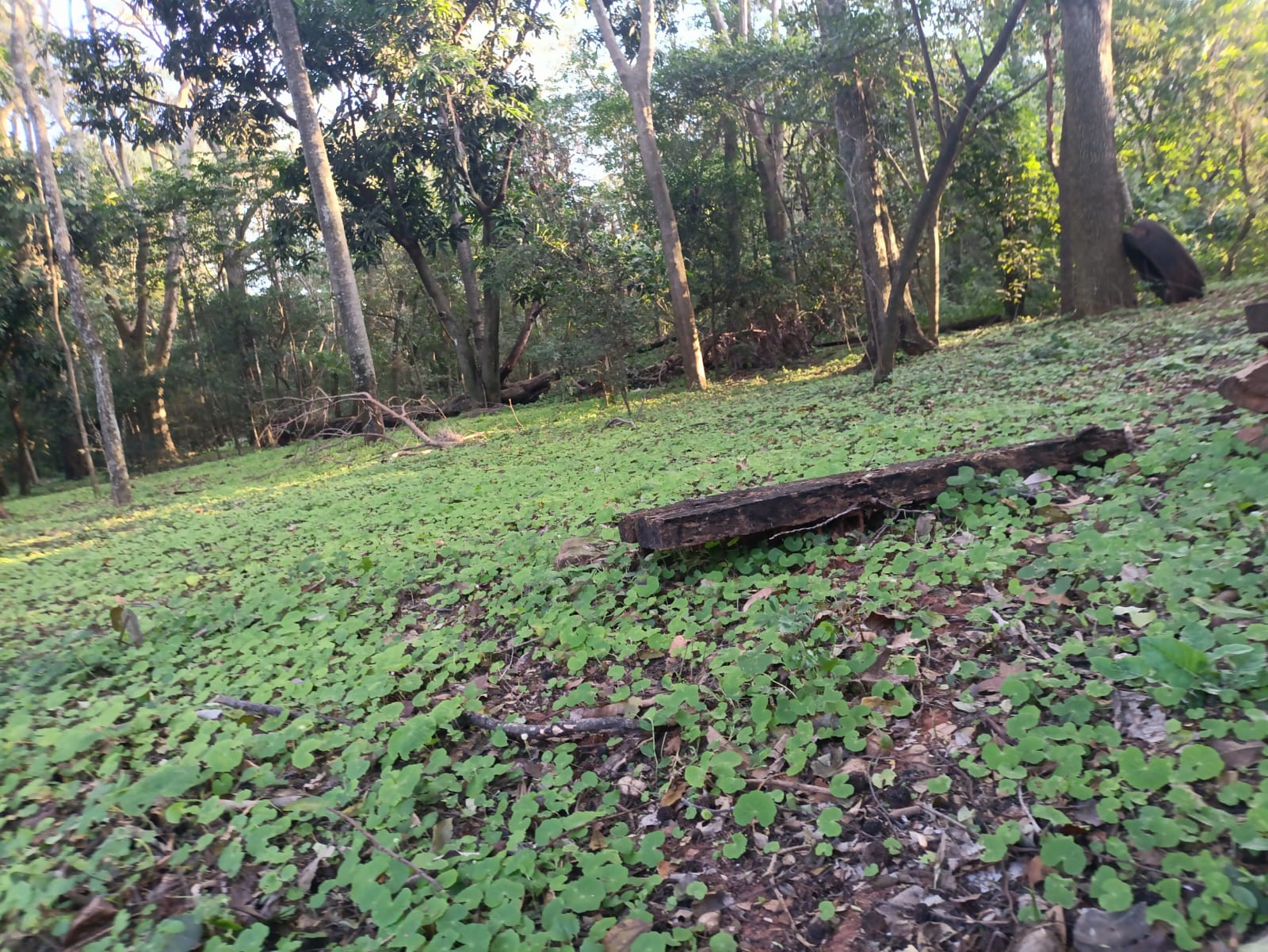 VENDO TERRENO EN CAACUPE AQUINO CAÑADA — foto 2