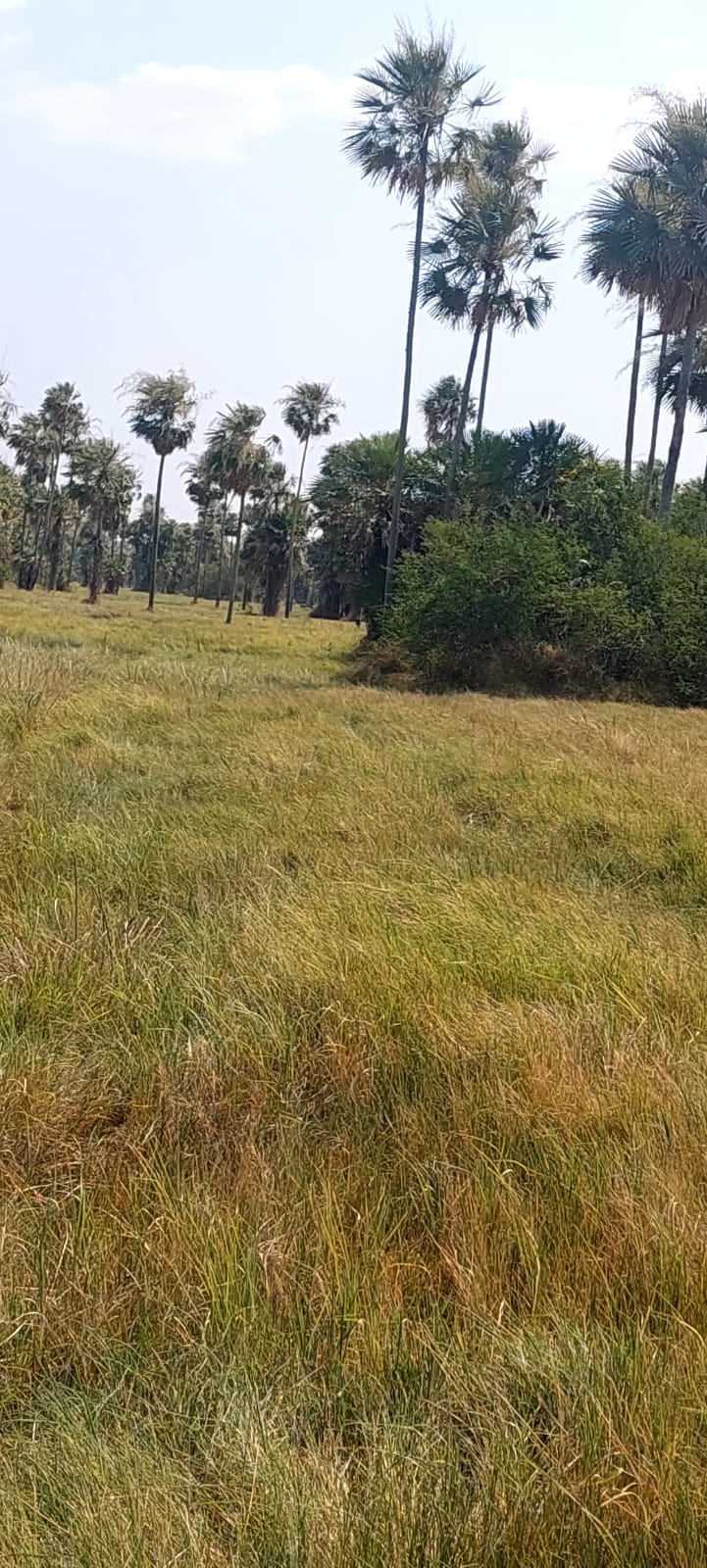 Propiedad en venta en Fuerte Olimpo — foto 2