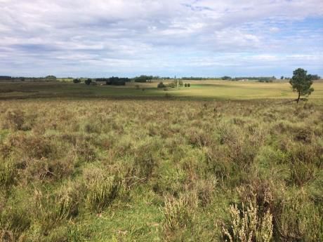 Campo- Canelones- 35 Has