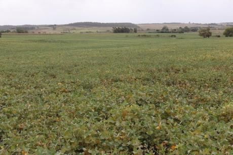 31 Has Agricolas- Canelones