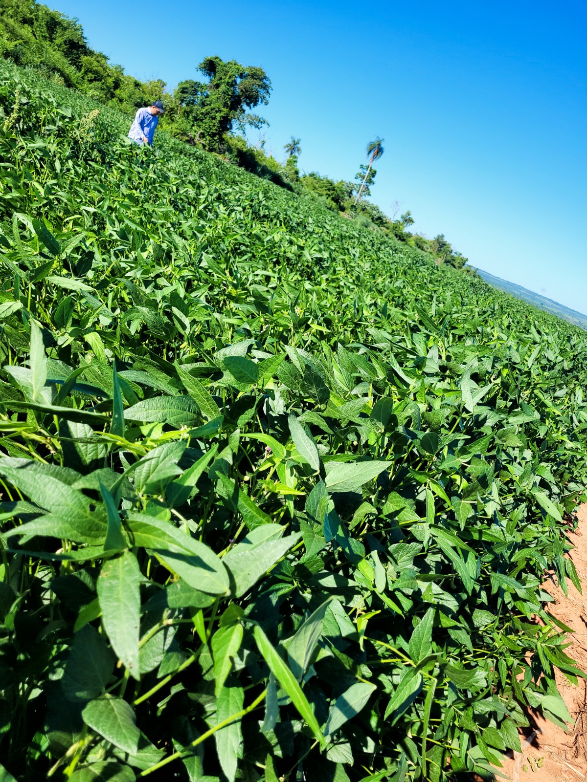 ¡EXCELENTE CAMPO EN VENTA! – 1.001 HECTÁREAS PRODUCTIVAS - CURUGUATY???? — foto 2