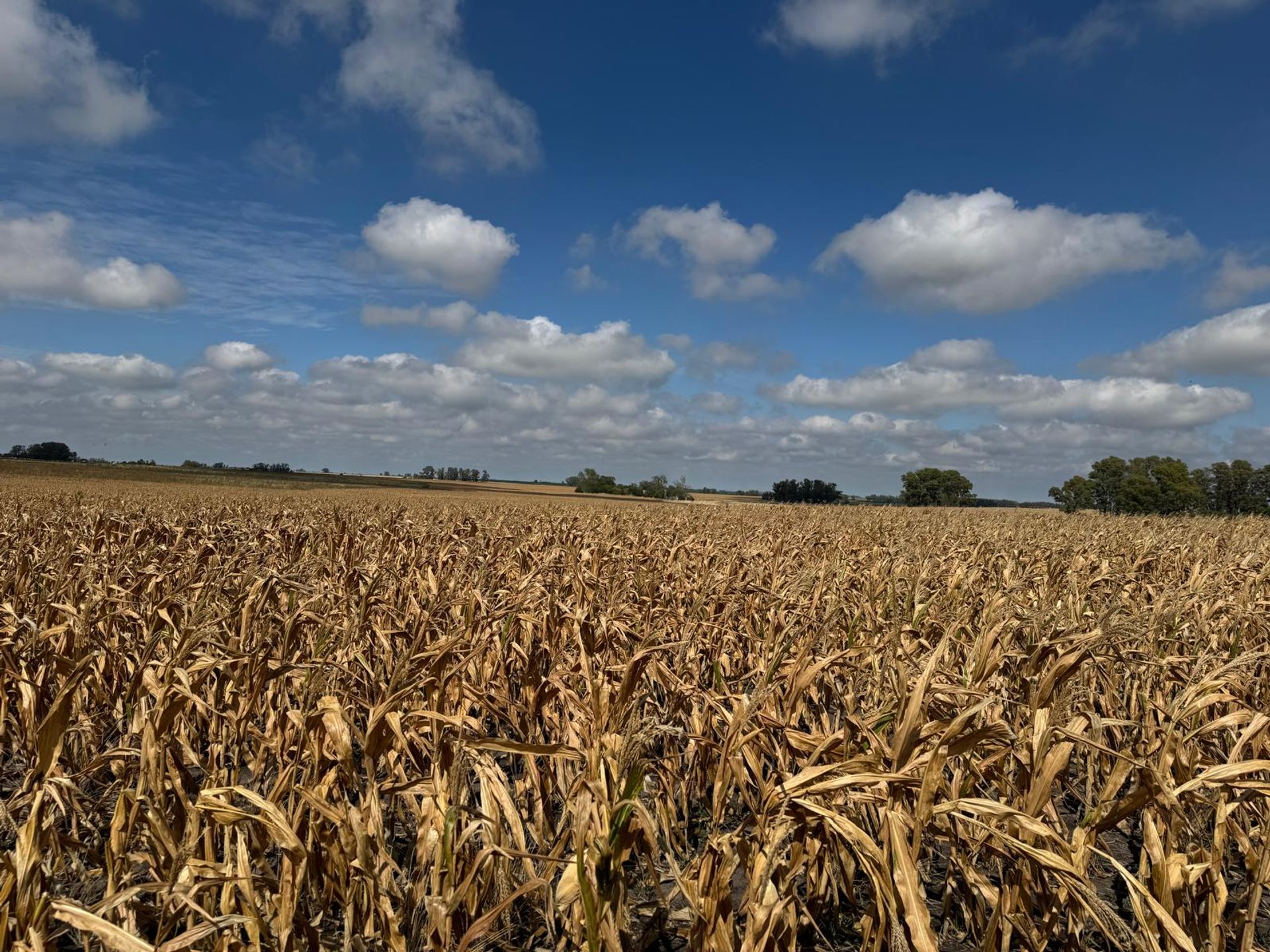 Venta de Campo Agrícola en Soriano - foto 4