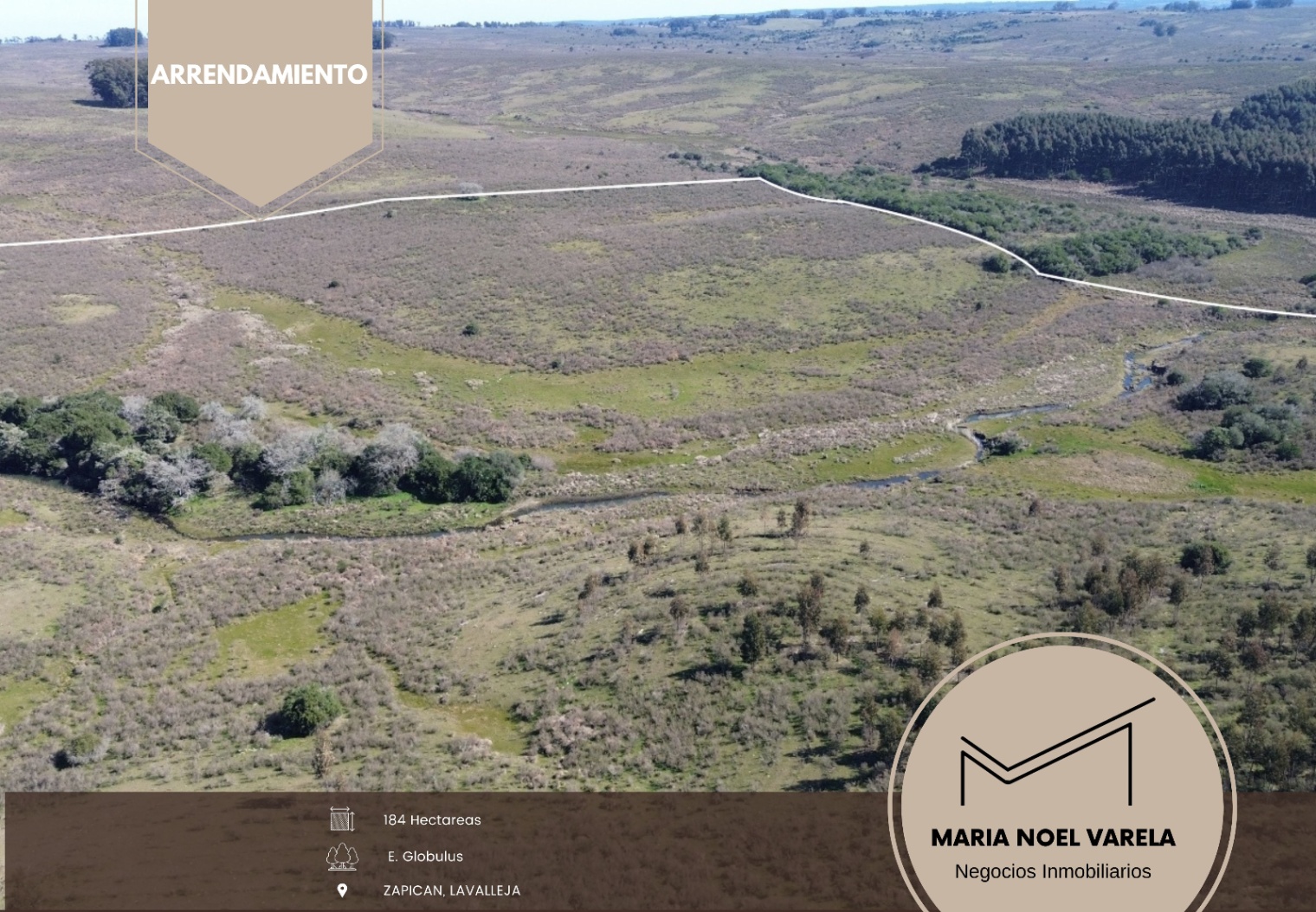 Campo en arrendamiento Zapican 184 has